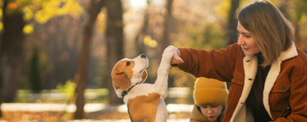 éduquer son chien