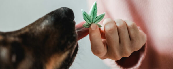 cbd-pour-chien