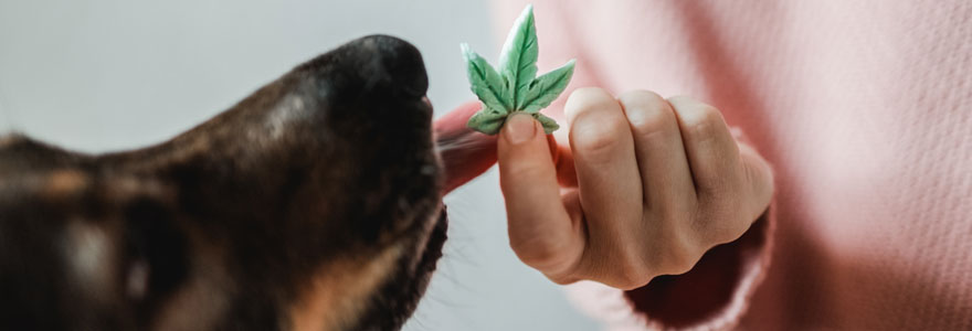 cbd-pour-chien